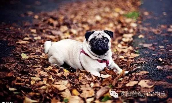 宠物托运